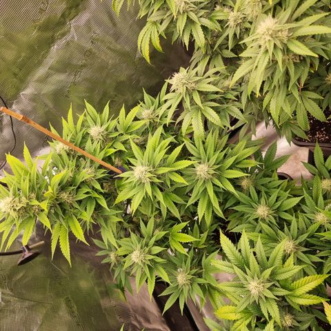 Wappa❗️ growlog timeline photo