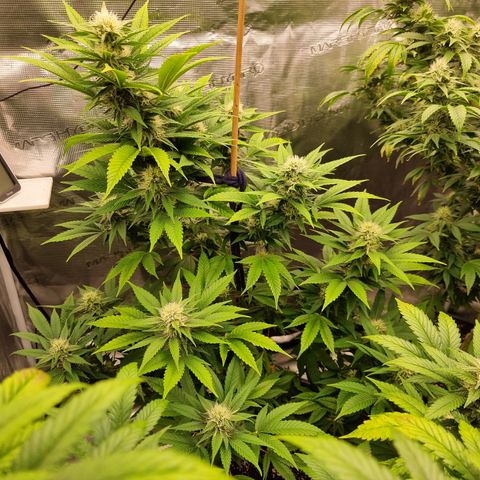 Wappa❗️ growlog timeline photo
