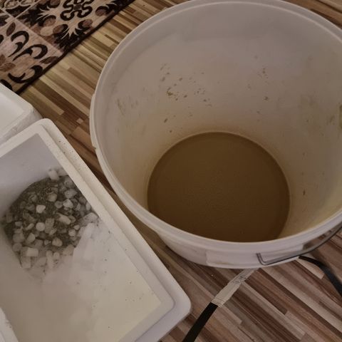 Foto do growlog de 💣: Hasch aus dem fermentierten Verschnitt