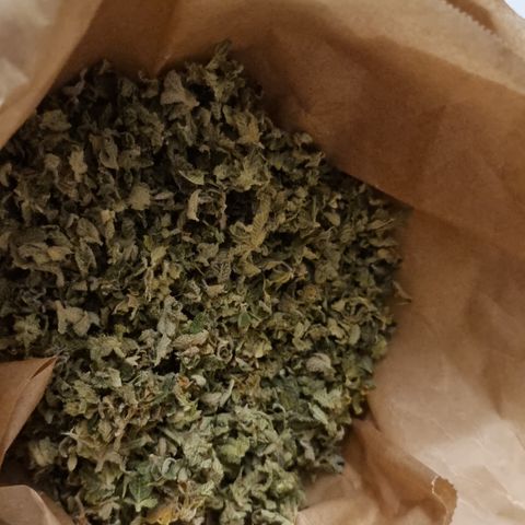 Foto do growlog de 💣: Hasch aus dem fermentierten Verschnitt