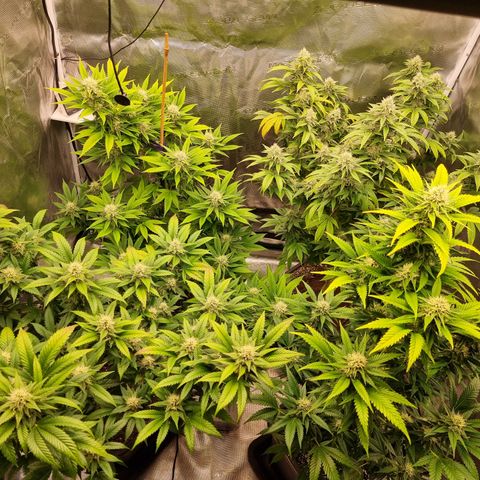 Wappa❗️ growlog timeline photo
