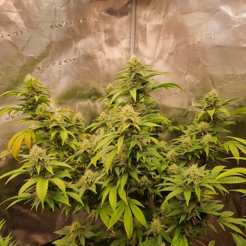 Yoshi growlog timeline photo