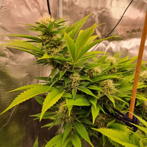 Wappa❗️ growlog timeline photo