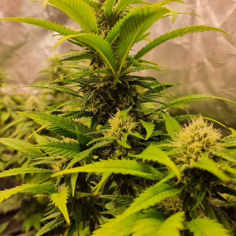 Lemon Haze growlog timeline photo