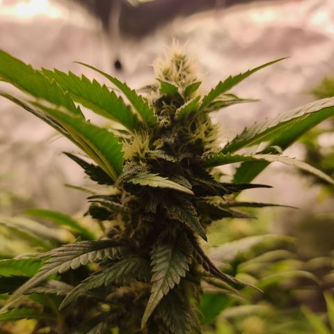 Chocolate Haze growlog timeline photo
