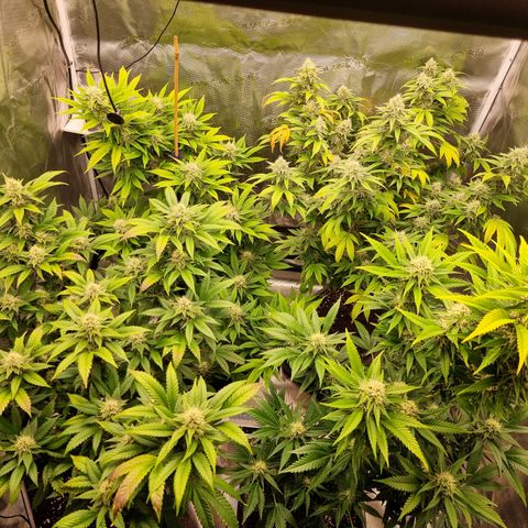 Wappa❗️ growlog timeline photo