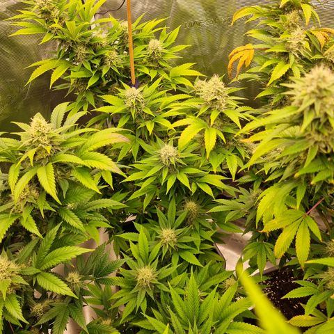Wappa❗️ growlog timeline photo