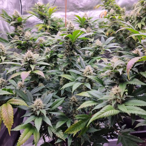 Chocolate Haze growlog timeline photo