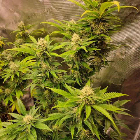 Lemon Haze growlog timeline photo