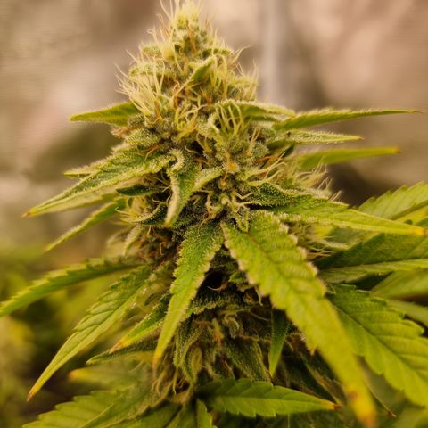 Yoshi growlog timeline photo