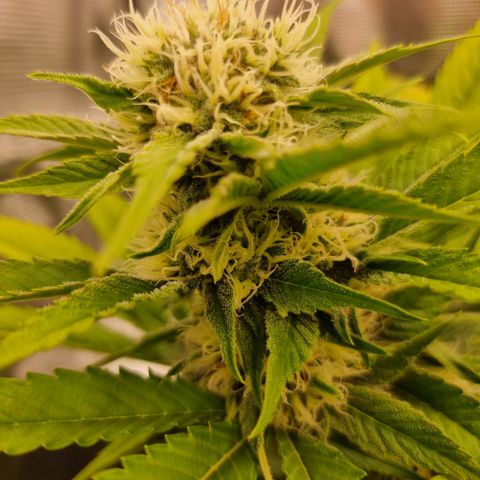 Wappa❗️ growlog timeline photo