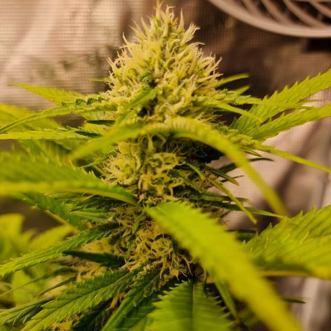 Lemon Haze growlog timeline photo