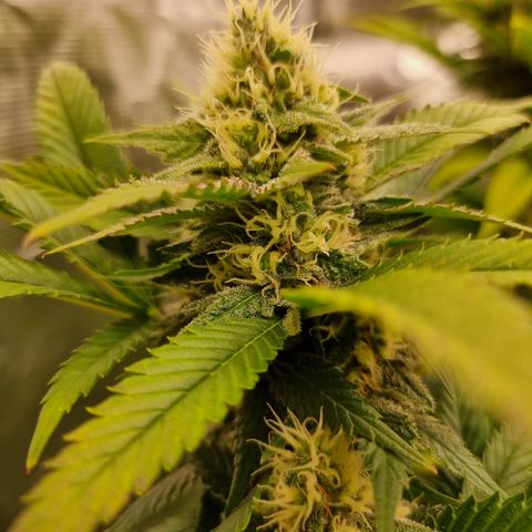 Chocolate Haze growlog timeline photo