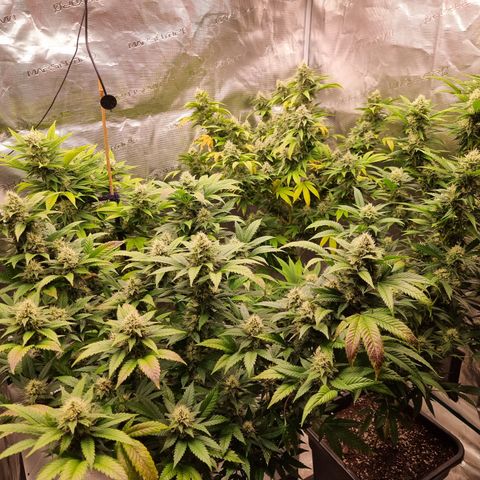 Wappa❗️ growlog timeline photo