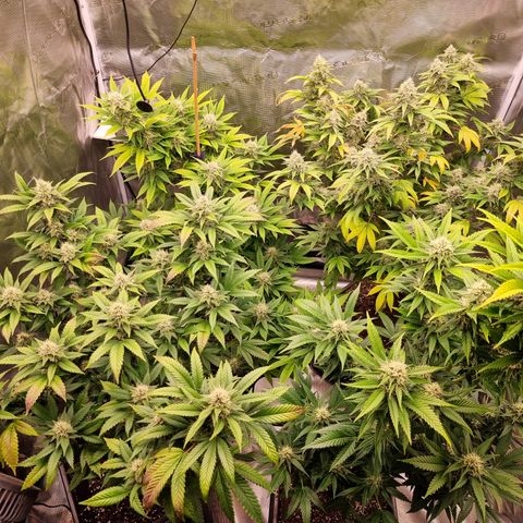 Wappa❗️ growlog timeline photo