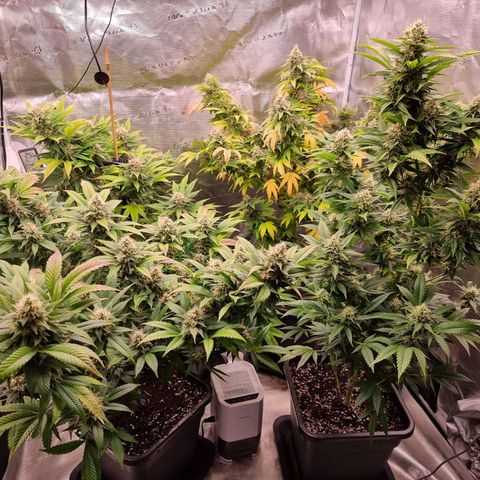 Wappa❗️ growlog timeline photo