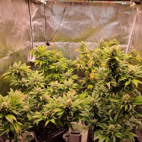 Wappa❗️ growlog timeline photo