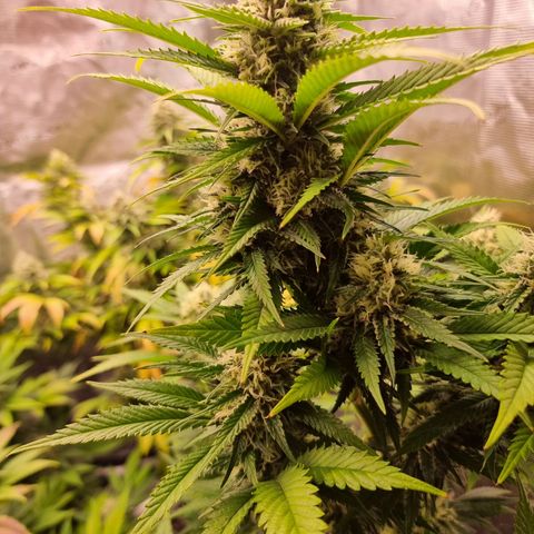 Lemon Haze growlog timeline photo