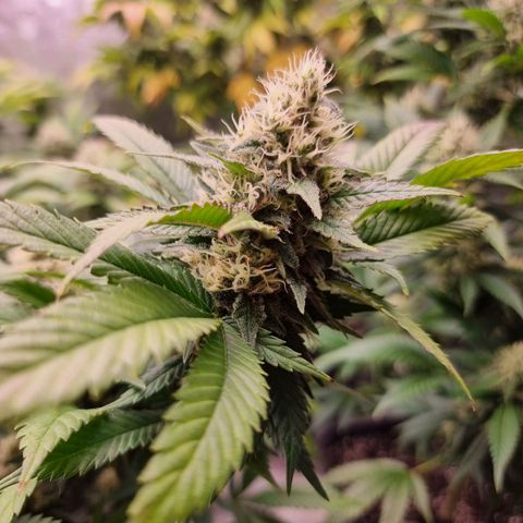 Chocolate Haze growlog timeline photo