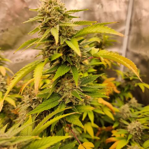 Yoshi growlog timeline photo