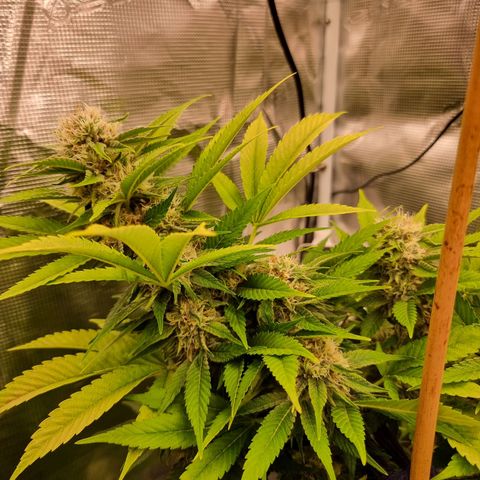 Wappa❗️ growlog timeline photo