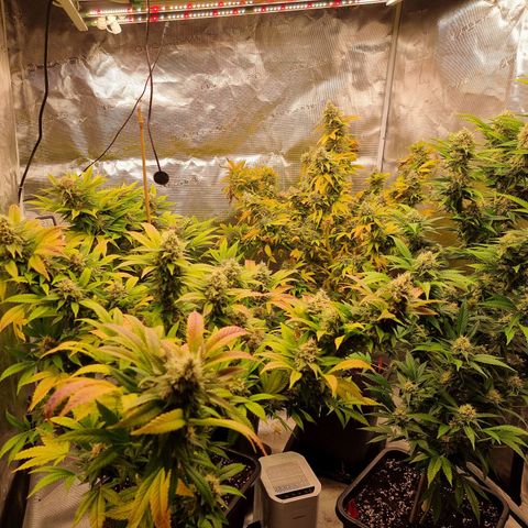 Wappa❗️ growlog timeline photo