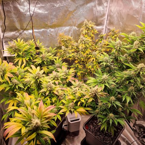 Wappa❗️ growlog timeline photo