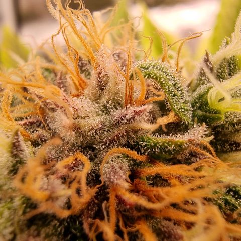 Wappa❗️ growlog timeline photo