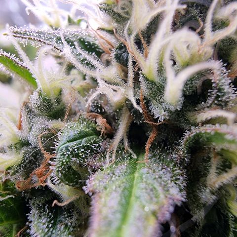 Chocolate Haze growlog timeline photo