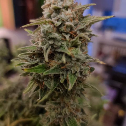 Yoshi growlog timeline photo