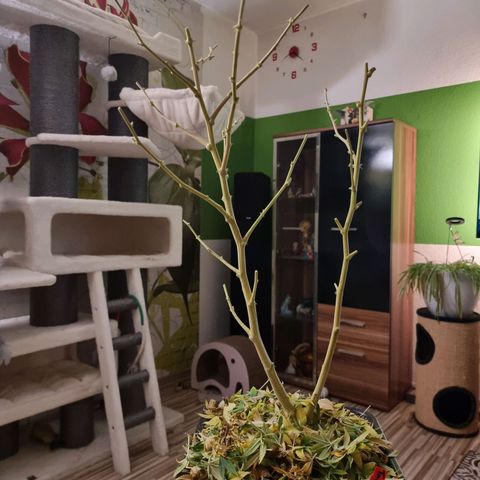 Yoshi growlog timeline photo