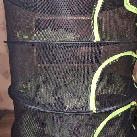 Yoshi growlog timeline photo