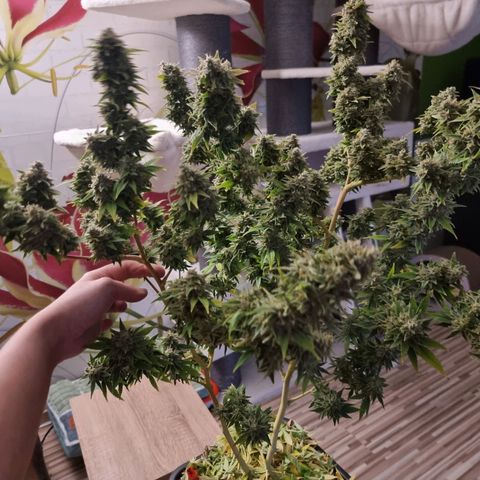Yoshi growlog timeline photo
