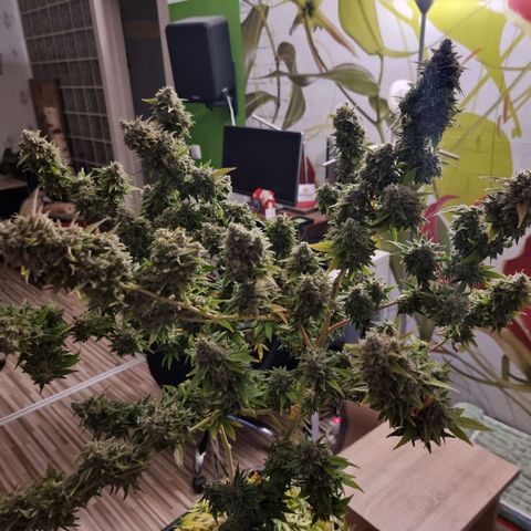 Yoshi growlog timeline photo