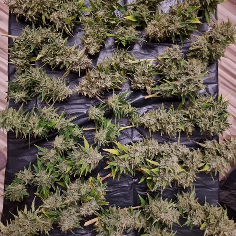 Yoshi growlog timeline photo