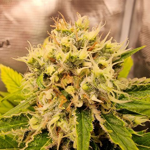 Lemon Haze growlog timeline photo