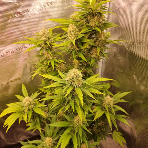 Lemon Haze growlog timeline photo