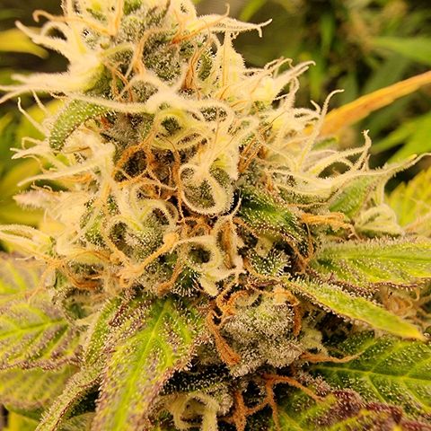 Chocolate Haze growlog timeline photo