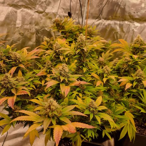 Chocolate Haze growlog timeline photo