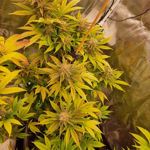 Wappa❗️ growlog photo: 💜