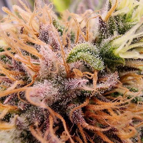 Wappa❗️ growlog photo: 💜