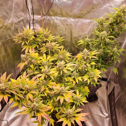 Wappa❗️ growlog timeline photo