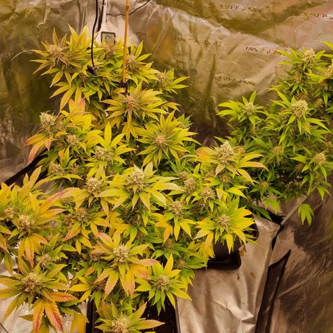 Wappa❗️ growlog timeline photo