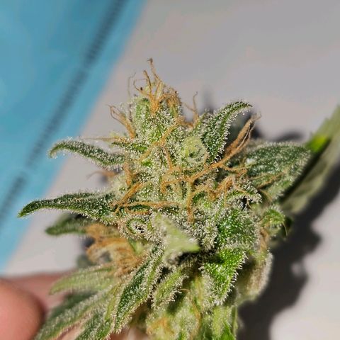 Wappa❗️ growlog photo: werde ungeduldig..
