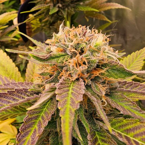 Wappa❗️ growlog timeline photo