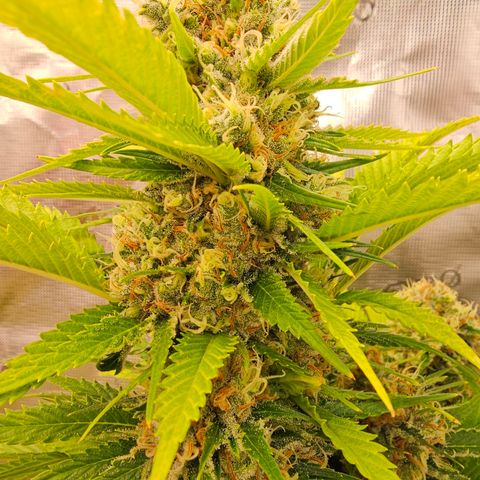 Lemon Haze growlog timeline photo