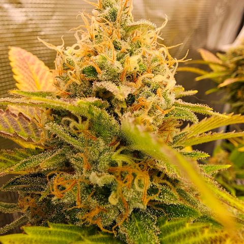 Chocolate Haze growlog timeline photo
