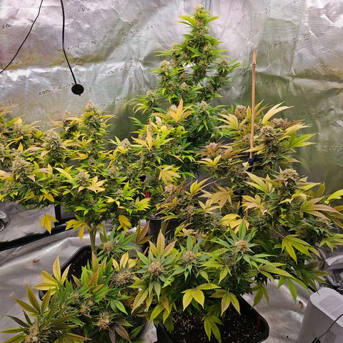Wappa❗️ growlog photo: Endspurt