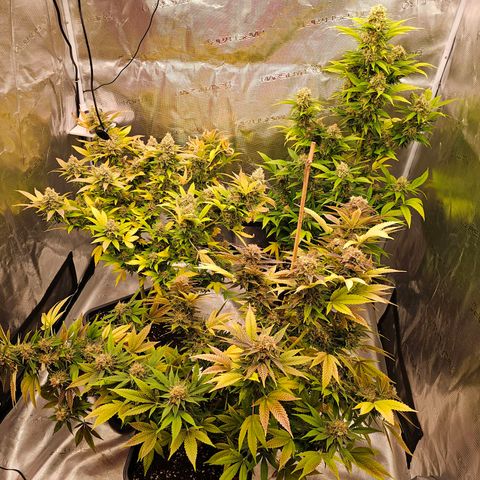 Wappa❗️ growlog photo: Endspurt