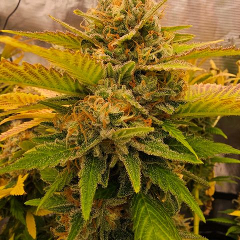 Chocolate Haze growlog timeline photo